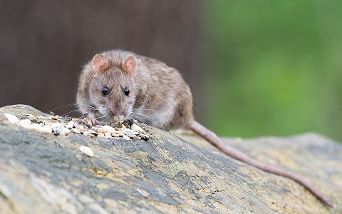 Guerra contra las plagas de ratas en la ciudad de Nueva York